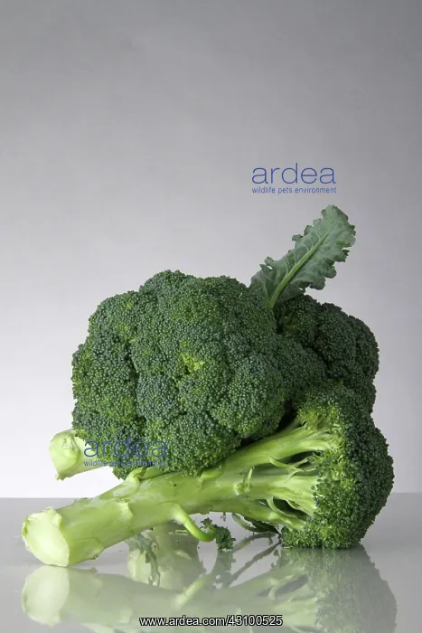  : Broccoli