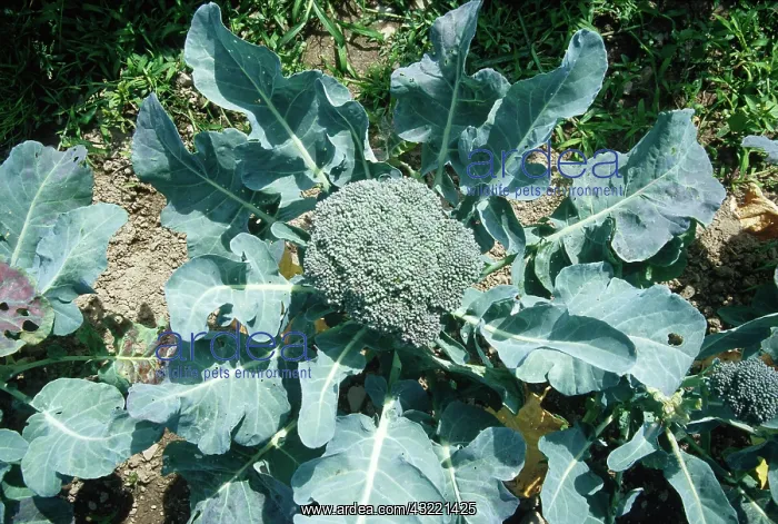 : Broccoli (Brassica oleracea) : Broccoli (Brassica oleracea)