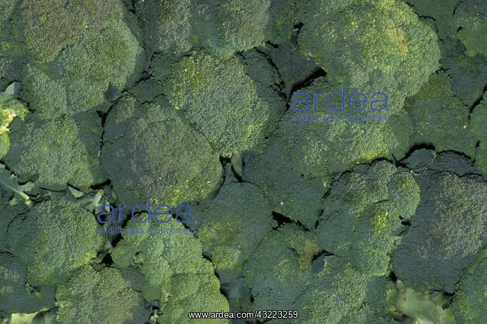 : Broccoli : Broccoli