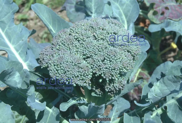 : Broccoli (Brassica oleracea cv. botrytis) growing in northeastern Pennsylvania : Broccoli (Brassica oleracea cv. botrytis) growing in northeastern Pennsylvania