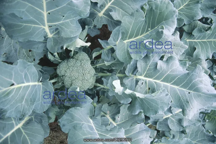 : Broccoli (Brassica oleracea italica) : Broccoli (Brassica oleracea italica)