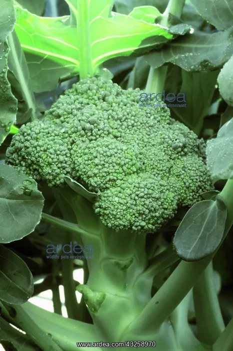  : Broccoli growing