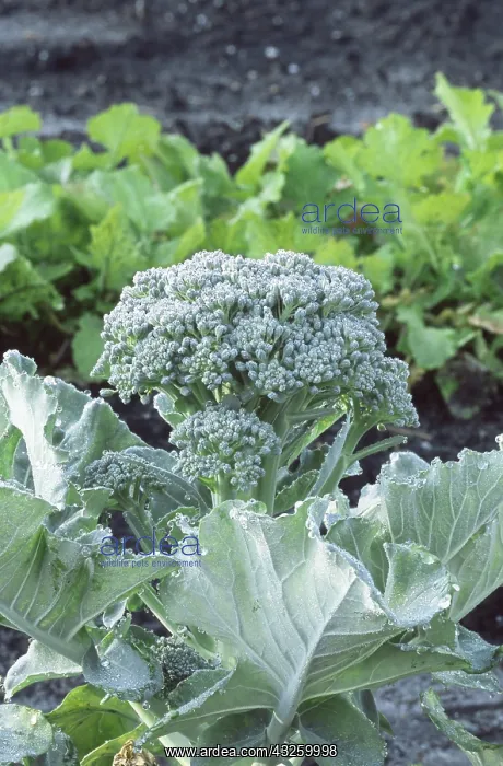 : Broccoli (Brassica oleracea), Sneads Ferry, North Carolina, April : Broccoli (Brassica oleracea), Sneads Ferry, North Carolina, April
