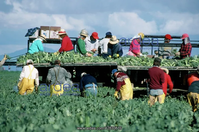 : Broccoli Harvest - January : Broccoli Harvest - January