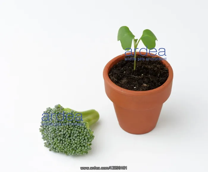 : Broccoli life cycle : Broccoli life cycle