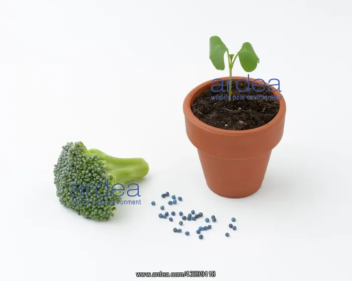 : Broccoli life cycle : Broccoli life cycle