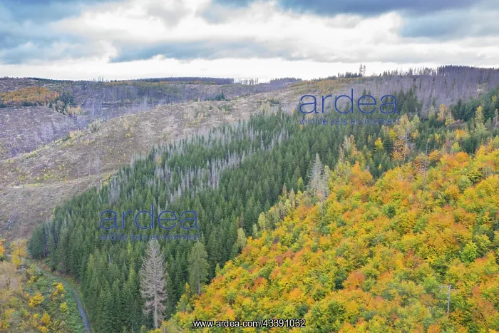  : Brocken Forest