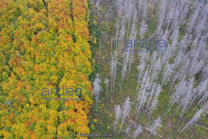  : Brocken Forest