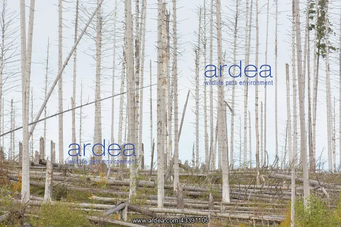 : Brocken Forest : Brocken Forest