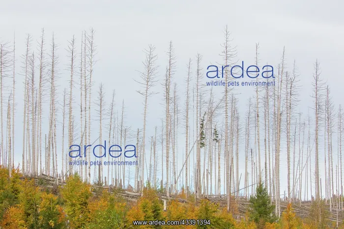  : Brocken Forest