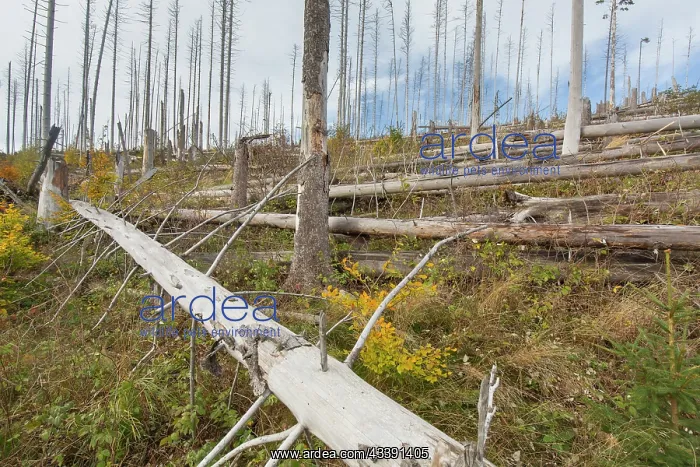 : Brocken Forest : Brocken Forest