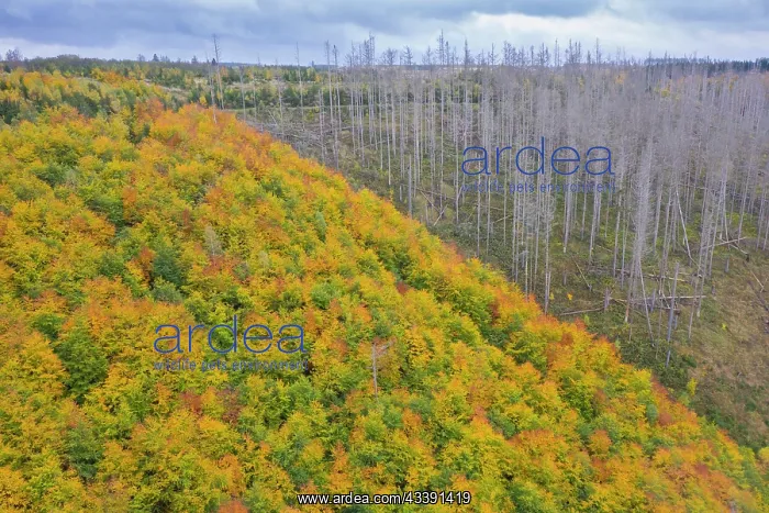  : Brocken Forest