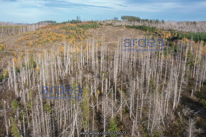 : Brocken Forest : Brocken Forest