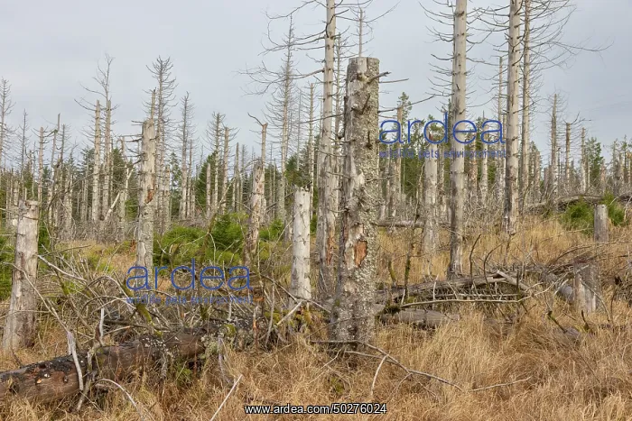 : Brocken Forest : Brocken Forest