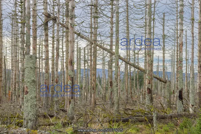 : Brocken Forest : Brocken Forest