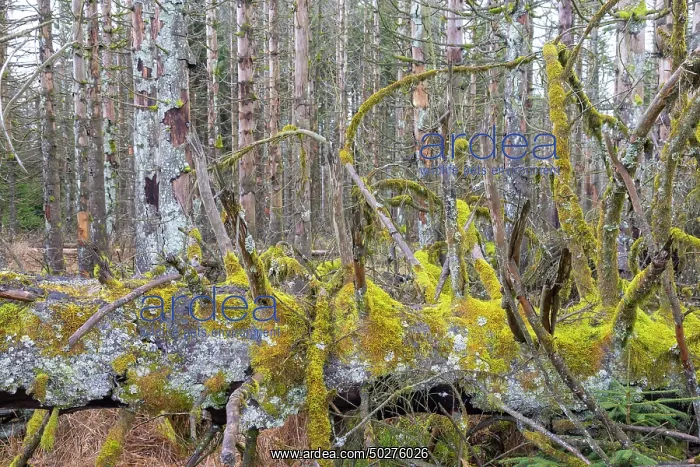 : Brocken Forest : Brocken Forest