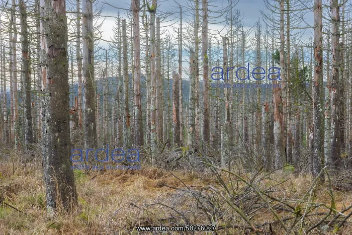 : Brocken Forest : Brocken Forest