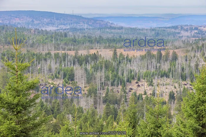 : Brocken Forest : Brocken Forest