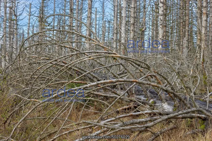 : Brocken Forest : Brocken Forest