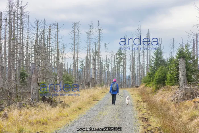 : Brocken Forest : Brocken Forest