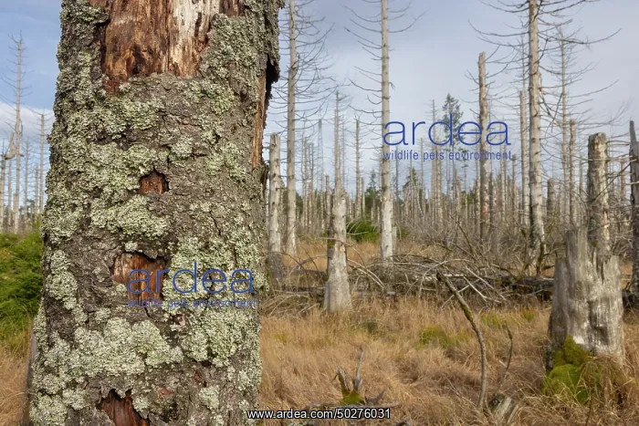 : Brocken Forest : Brocken Forest