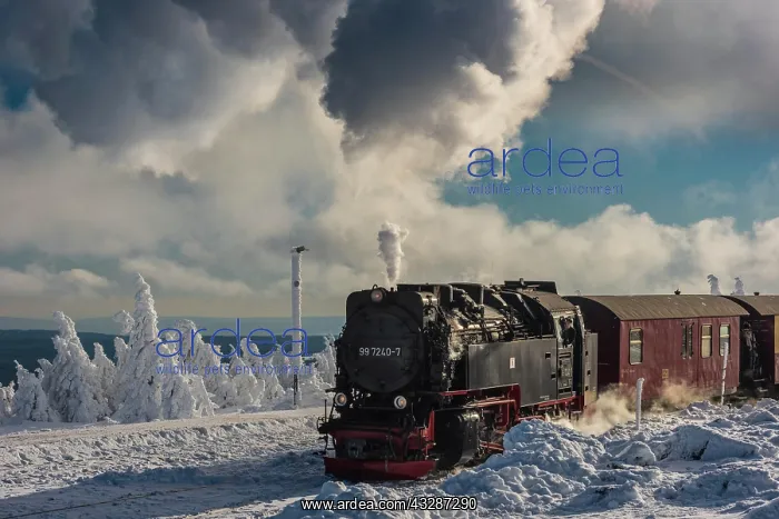 : Brockenbahn travels through snowy Spruces (Picea) : Brockenbahn travels through snowy Spruces (Picea)