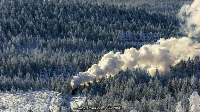 : Brockenbahn travels through snowy Spruces (Picea) : Brockenbahn travels through snowy Spruces (Picea)