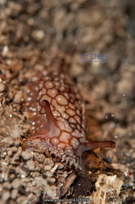 : Brock's Pleurobranchus - on black sand during night dive : Brock's Pleurobranchus - on black sand during night dive