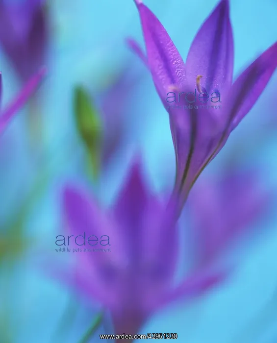 : Brodiaea, Triteleia laxa : Brodiaea, Triteleia laxa