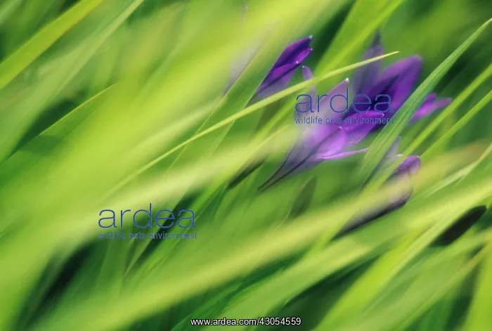 : Brodiaea, Triteleia laxa : Brodiaea, Triteleia laxa