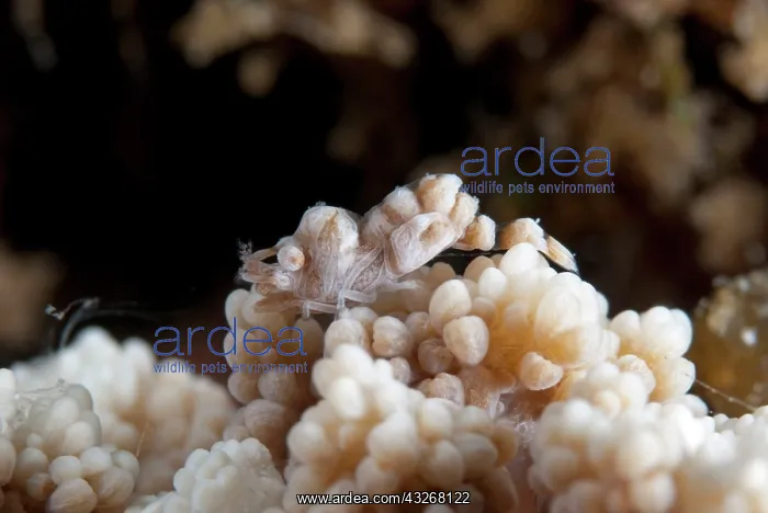  : Broken-back Shrimp - camouflaged in host coral