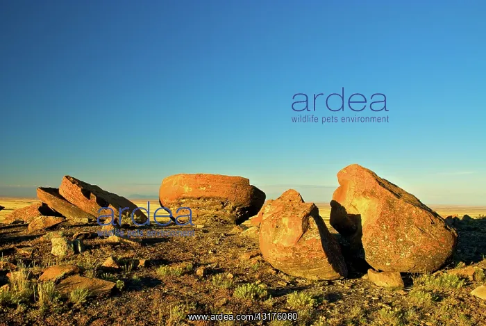 : Broken concretions, Red Rock Coulee : Broken concretions, Red Rock Coulee