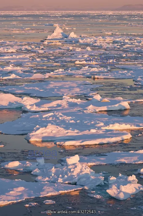 : Broken pack ice at sunrise, Godthab Golf : Broken pack ice at sunrise, Godthab Golf