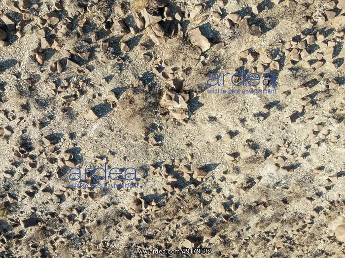 : Broken, rocky ground in a dried-up river bed : Broken, rocky ground in a dried-up river bed