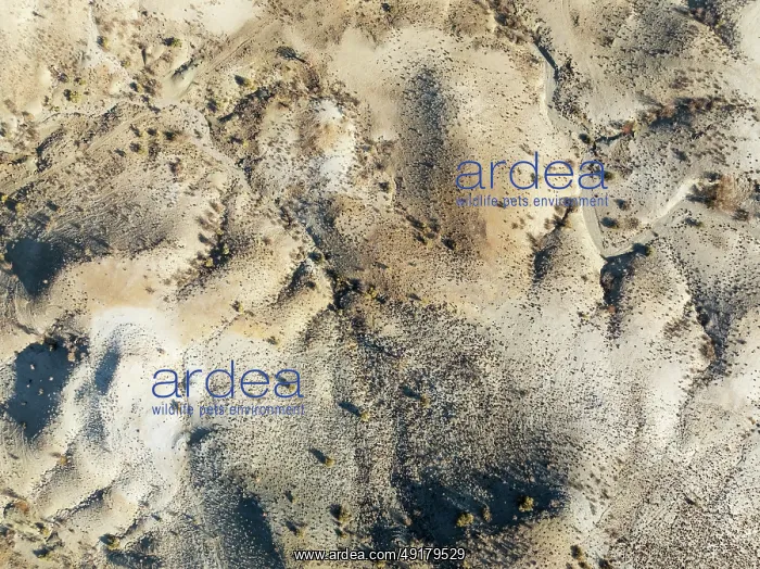 : Broken, rocky ground with sparse vegetation : Broken, rocky ground with sparse vegetation