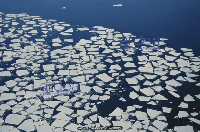 : Broken Sea Ice, Antarctica : Broken Sea Ice, Antarctica