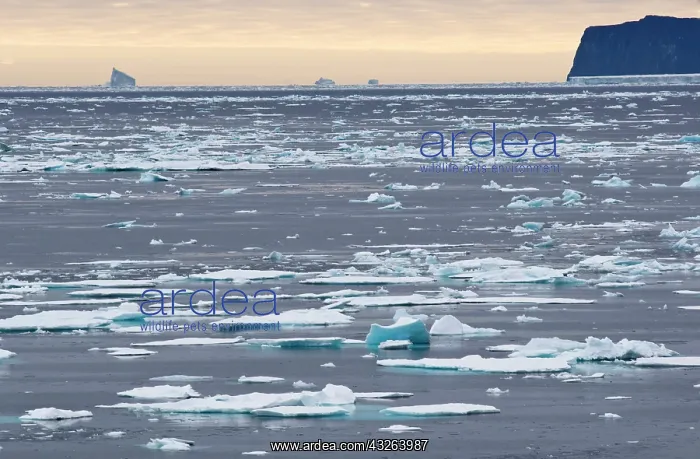 : Broken sea ice, Scoresby sound, East Coast : Broken sea ice, Scoresby sound, East Coast