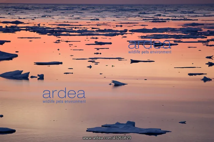 : Broken sea ice at sunset, Kong Oscar Fjord : Broken sea ice at sunset, Kong Oscar Fjord