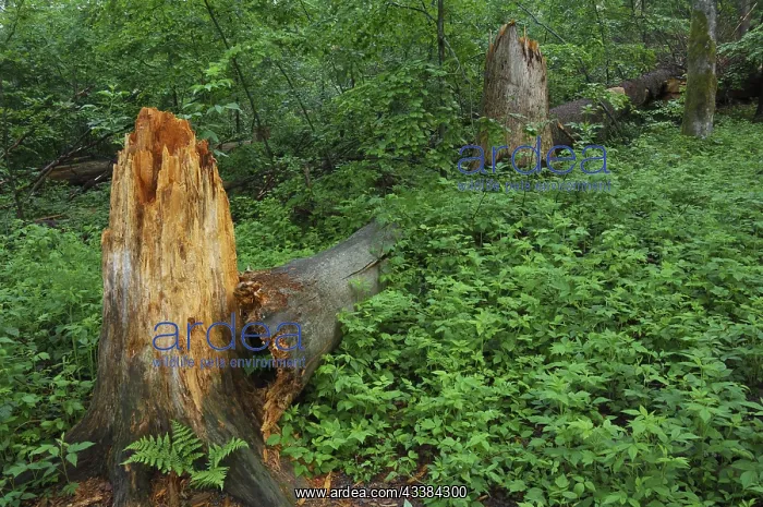 : Broken tree trunk, storm damage in woodland after : Broken tree trunk, storm damage in woodland after