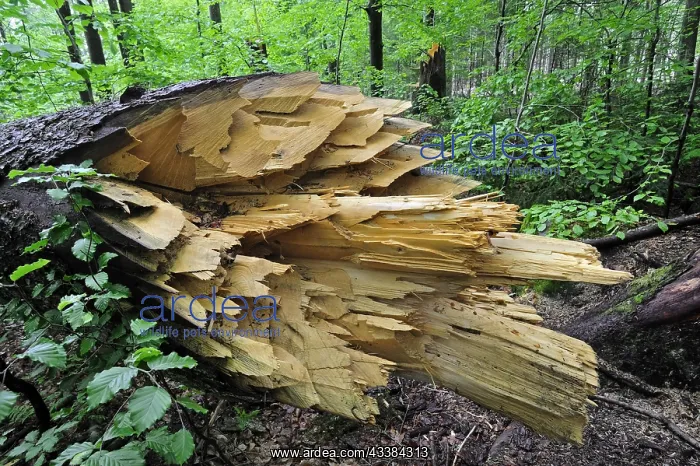 : Broken tree trunk, storm damage in woodland after : Broken tree trunk, storm damage in woodland after