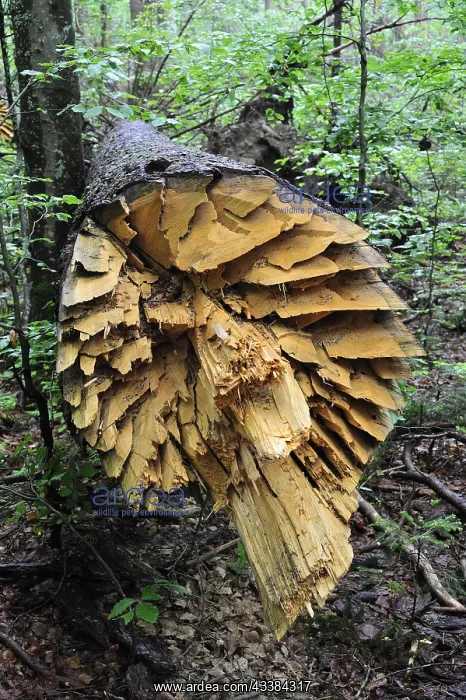 : Broken tree trunk, storm damage in woodland after : Broken tree trunk, storm damage in woodland after