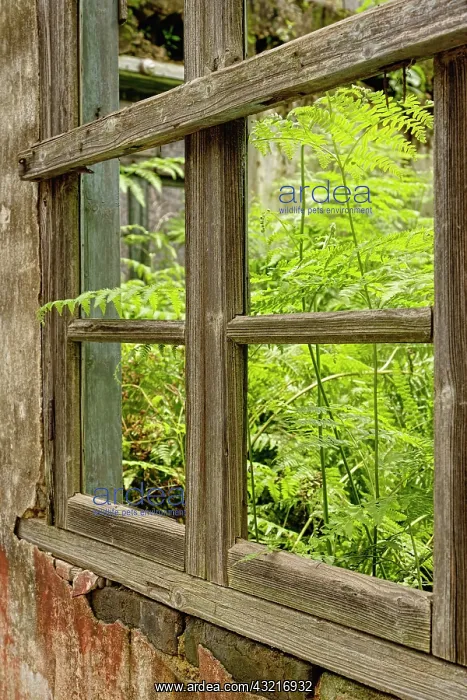 : Broken out window and weeds growing, Fuli : Broken out window and weeds growing, Fuli