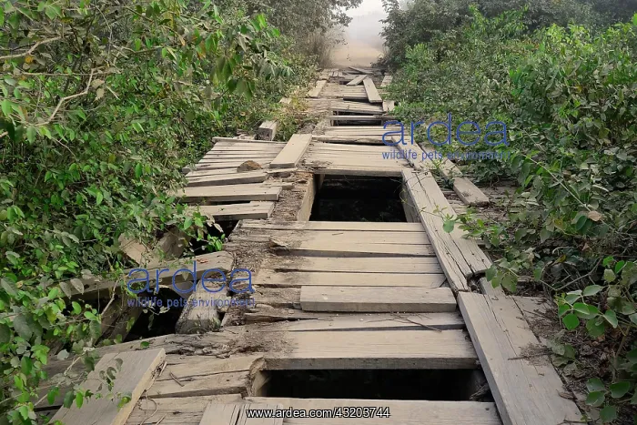 : Broken wooden bridge on the Transpantaneira, Pantanal : Broken wooden bridge on the Transpantaneira, Pantanal