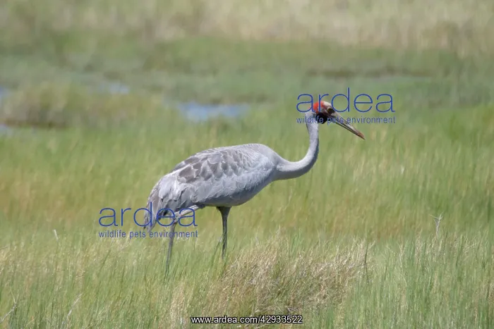 : Brolga (Grus rubicunda). Near Lawn Hill National Park, Queensland, Australia : Brolga (Grus rubicunda). Near Lawn Hill National Park, Queensland, Australia