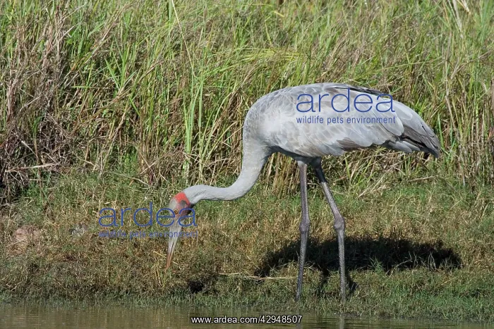 : Brolga (Grus rubicunda). At Mt Barnett water treatment plant, Kimberley, Western Australia : Brolga (Grus rubicunda). At Mt Barnett water treatment plant, Kimberley, Western Australia
