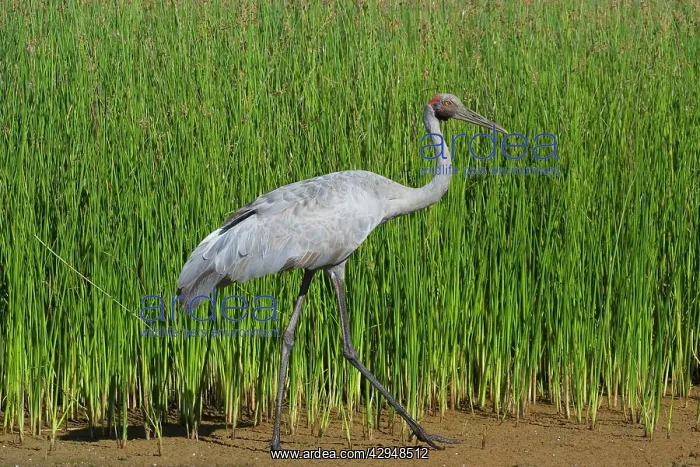  : Brolga (Grus rubicunda). At Mt Barnett water treatment plant, Kimberley, Western Australia