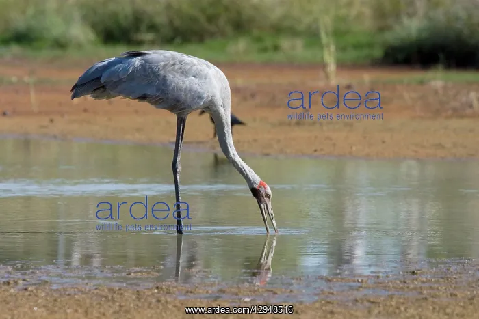 : Brolga (Grus rubicunda). At Mt Barnett water treatment plant, Kimberley, Western Australia : Brolga (Grus rubicunda). At Mt Barnett water treatment plant, Kimberley, Western Australia