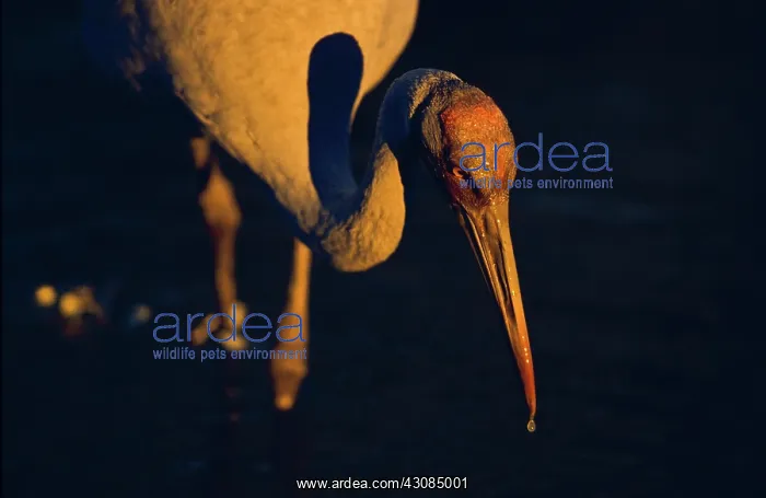 : Brolga, an Australian Crane (Grus rubicundus). Gulf Savannah, Queensland, Australia : Brolga, an Australian Crane (Grus rubicundus). Gulf Savannah, Queensland, Australia
