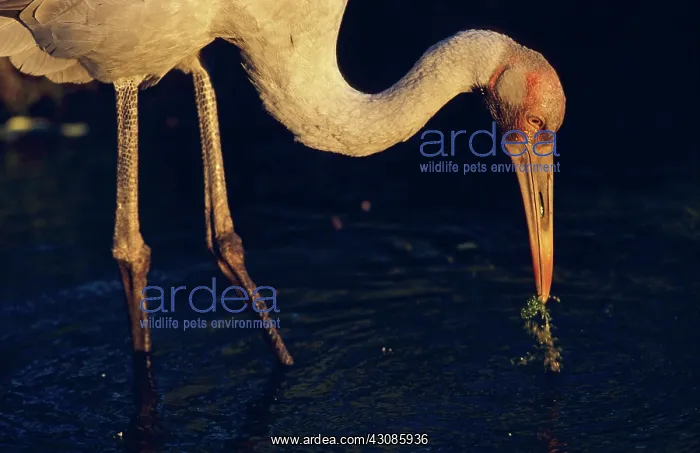 : Brolga. A brolga or brolga crane (Grus rubicunda) in the Gulf Savannah : Brolga. A brolga or brolga crane (Grus rubicunda) in the Gulf Savannah