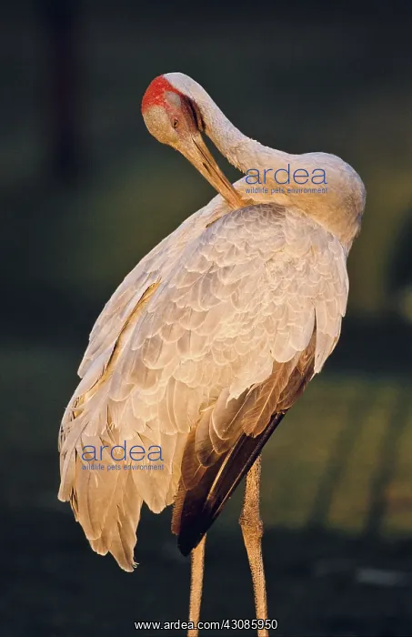 : Brolga. A brolga or brolga crane (Grus rubicunda) in the Gulf Savannah : Brolga. A brolga or brolga crane (Grus rubicunda) in the Gulf Savannah